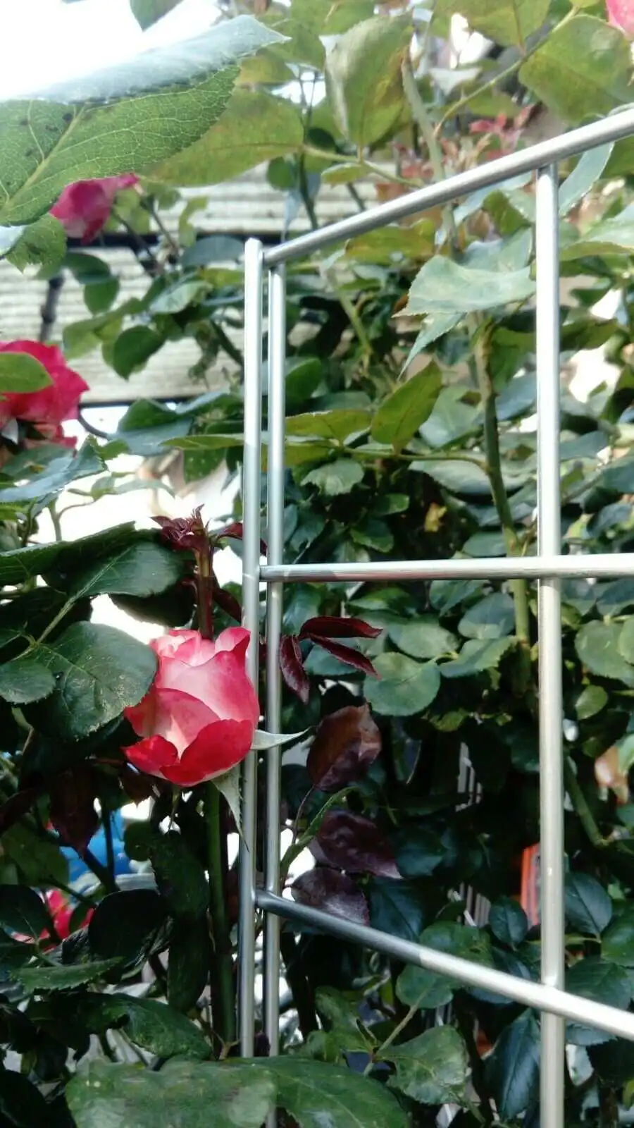 Rankhilfe aus gebeiztem Edelstahl