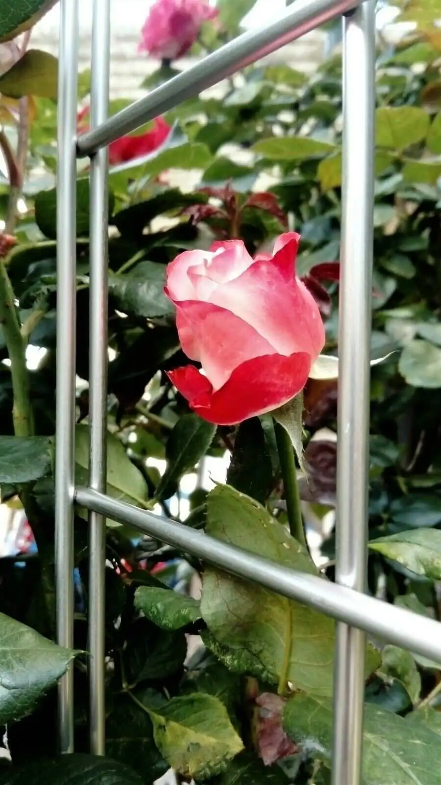 Klassisches Spaliergitter aus Edelstahl