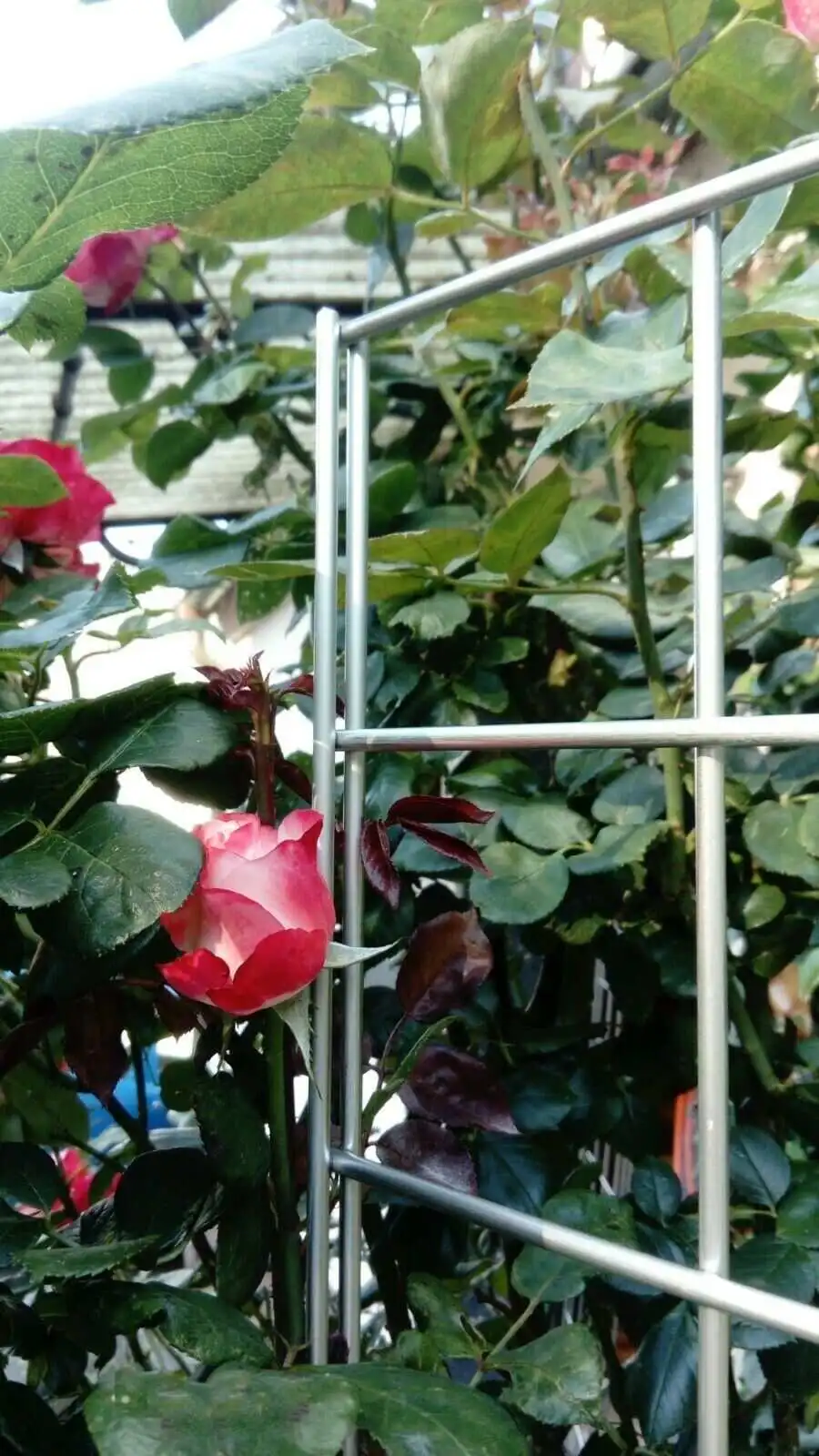 Rankgitter Quadrat-Maße: ca. 9,4 x 9,4 cm